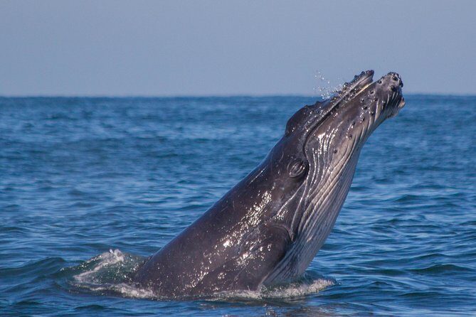 Whale Encounter Puerto Vallarta - Price and value: is $99 a fair deal?