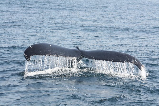 Whale Encounter Puerto Vallarta - Guides, accents, and real personalities on the boat