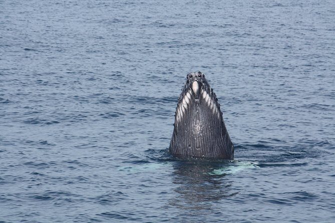 Whale Encounter Puerto Vallarta - Why small-boat access matters (and the one seating tip)