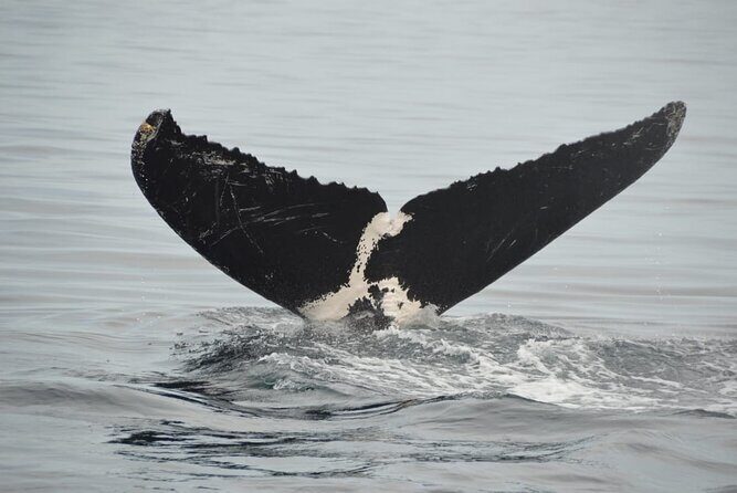 Whale watching 3 hours in Puerto Vallarta - Key things to know before you go