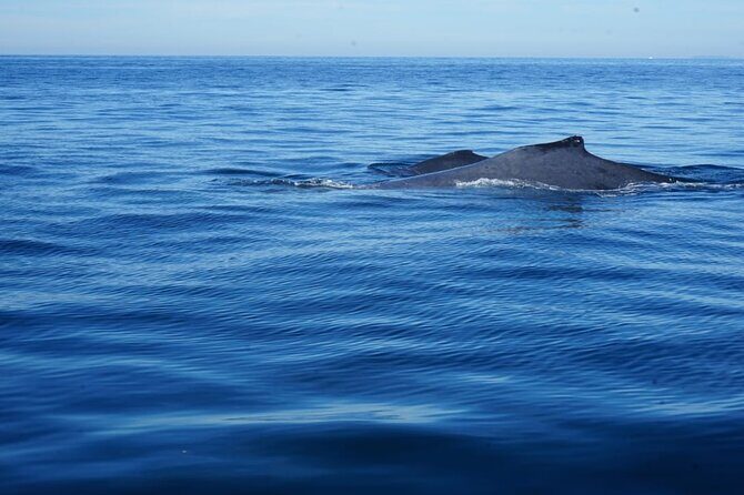 Whale watching 3 hours in Puerto Vallarta - Whale guide and captain communication: plan for mixed languages