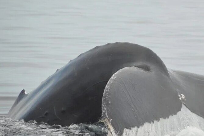 Whale watching 3 hours in Puerto Vallarta - Los Arcos swimming or snorkeling: common enough to plan for
