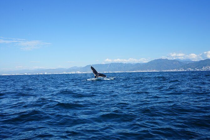 Whale watching 3 hours in Puerto Vallarta - Timing reality check: what can make it start late or run short
