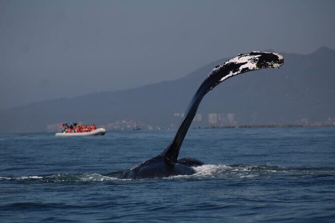 Whale watching 3 hours in Puerto Vallarta - Meeting point at Los Peines 332: easy to find, and you return here