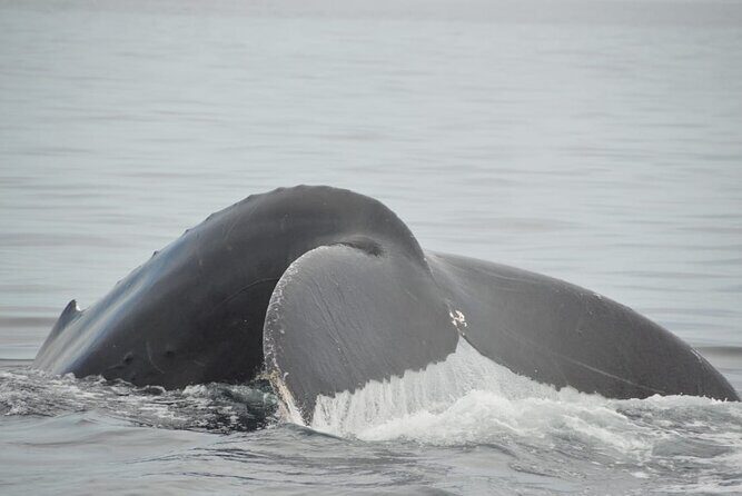 Whale watching 3 hours in Puerto Vallarta - What you’ll likely see: humpbacks, spouts, and the best viewing rhythm
