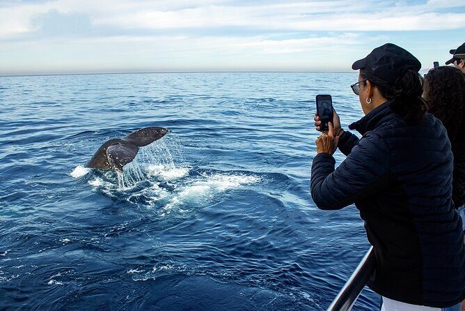 Whale Watching Adventure In Puerto Vallarta - Key Highlights You’ll Care About