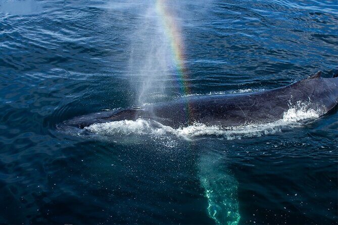 Whale Watching Adventure In Puerto Vallarta - Whale Sighting Guarantee: Turning Uncertainty Into a Plan B