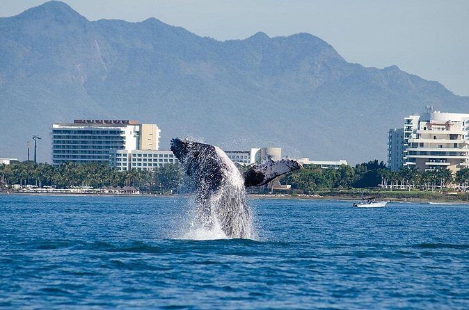 Whale Watching Adventure In Puerto Vallarta - What to Pack for an 8:00 am Whale Hunt in Zona Hotelera