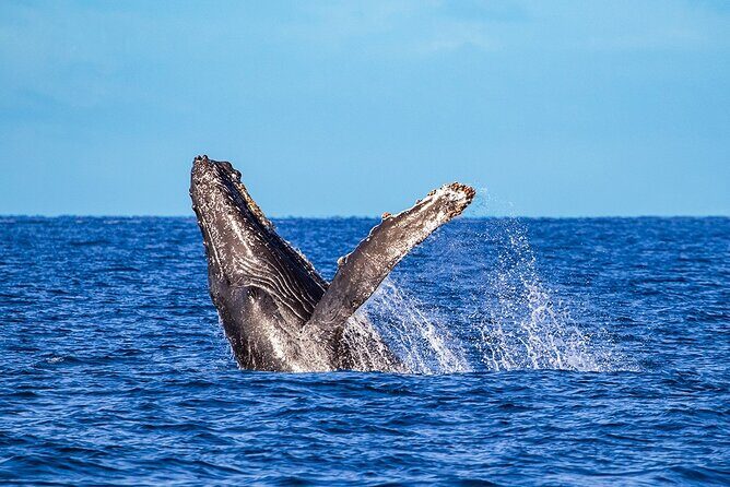 Whale Watching Adventure In Puerto Vallarta - Puerto Vallarta Morning Logistics: Where You Start, Where You Return