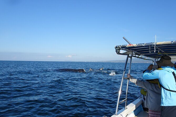 Whale Watching Adventure – Led by a Marine Biologist - Morning science at Ecotours Vallarta: more than a warm-up