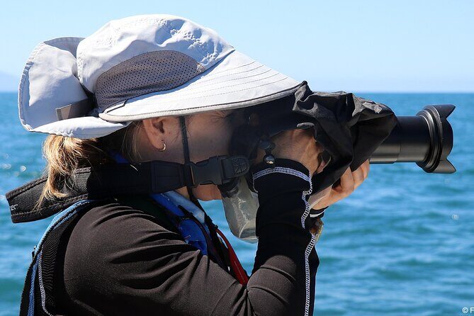Whale Watching Adventure – Led by a Marine Biologist - How the biologist and captain work together to help you spot behavior