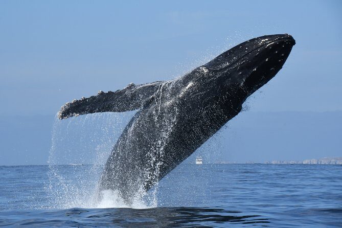 Whale Watching Adventure – Led by a Marine Biologist - Price and value: what you’re actually paying for