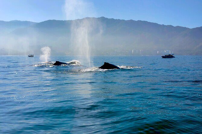 Whale Watching and Los Arcos 5 Islands Adventure - Who This Tour Fits Best