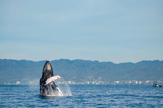 Whale Watching Cruise In Puerto Vallarta & Nuevo Vallarta - Whale watching in the Bay of Banderas: why this area delivers