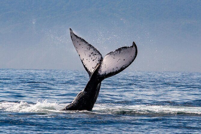 Whale Watching Cruise In Puerto Vallarta & Nuevo Vallarta - What you’ll do during the cruise (and what “Bay of Banderas” really means)