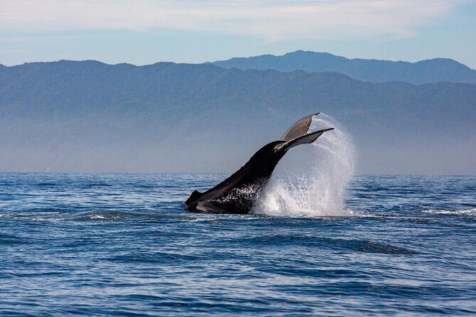 Whale Watching Cruise In Puerto Vallarta & Nuevo Vallarta - The timing reality: about 4 hours, but it can run a little shorter