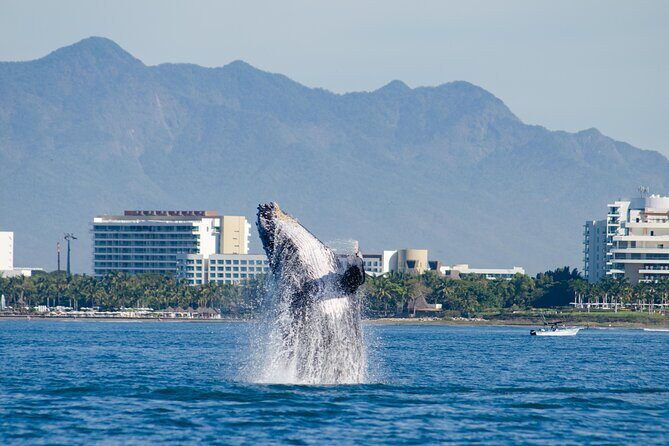 Whale Watching Cruise In Puerto Vallarta & Nuevo Vallarta - The catamaran comfort you’ll actually feel (shade, space, and photos)