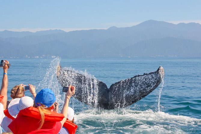 Whale Watching Experience - Where you meet in Puerto Vallarta (and what that means for your day)