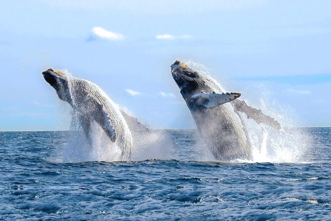 Whale Watching Experience - Hydrophones and the marine mammal expert: what you’ll learn on the water