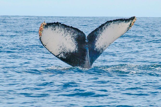Whale Watching Experience - The winter migration briefing: your first real “stop”