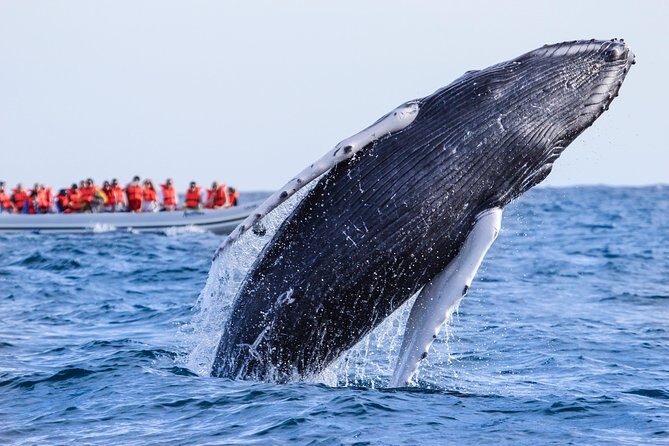 Whale Watching Experience - Spotting from the water: what to look for (and what kinds of sightings you can expect)