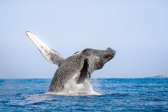 Whale Watching Experience - What’s included vs. what you’ll pay extra