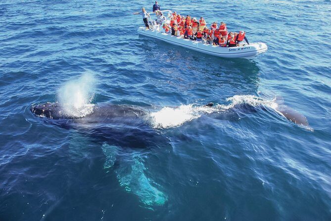 Whale Watching Experience - Small group size (up to 30): why you’ll likely feel it on deck