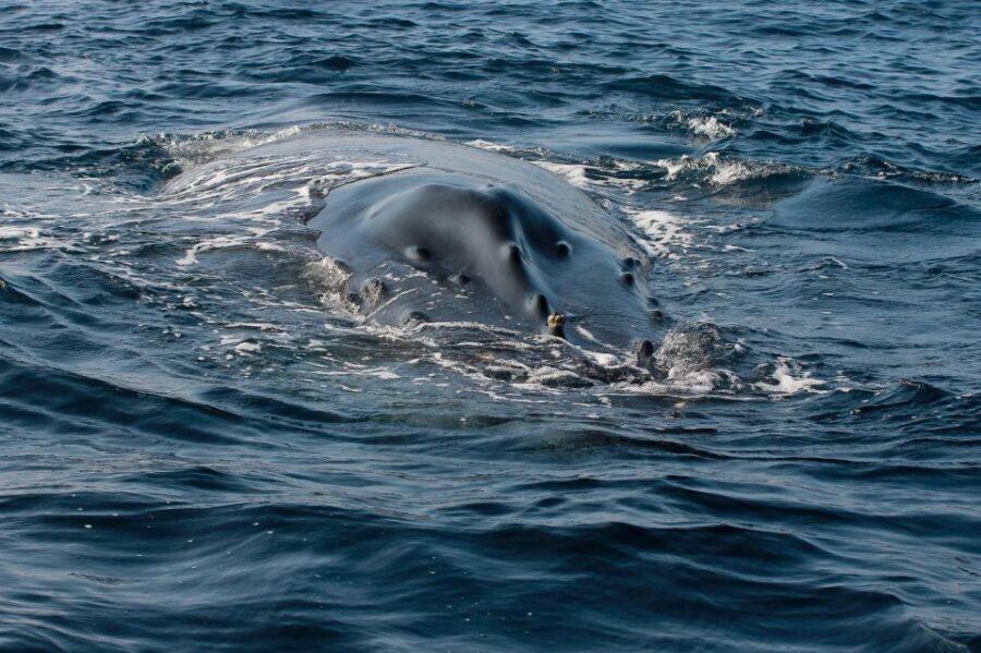 Whale Watching Guaranteed Experience in Puerto Vallarta - Out to Bahía de Banderas: what the first speedboat leg is really for