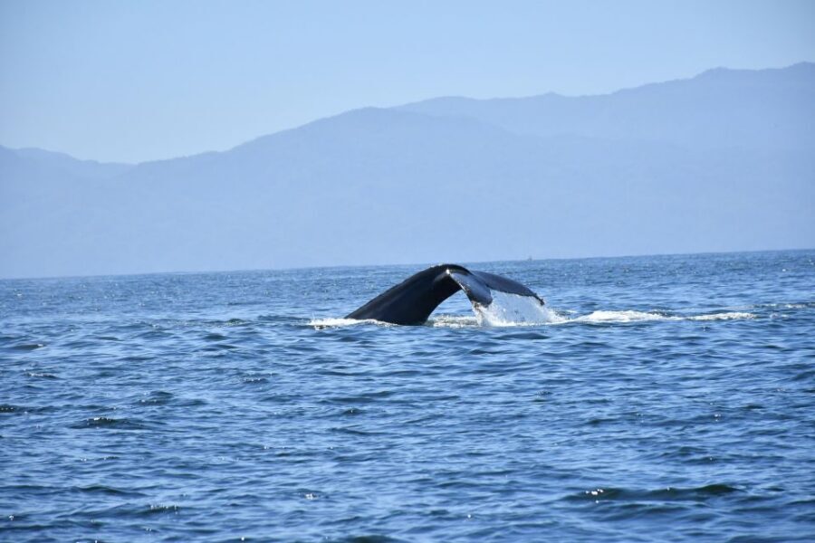 Whale Watching Guaranteed Experience in Puerto Vallarta - On-water time in Bahía de Banderas: whales first, then the extras