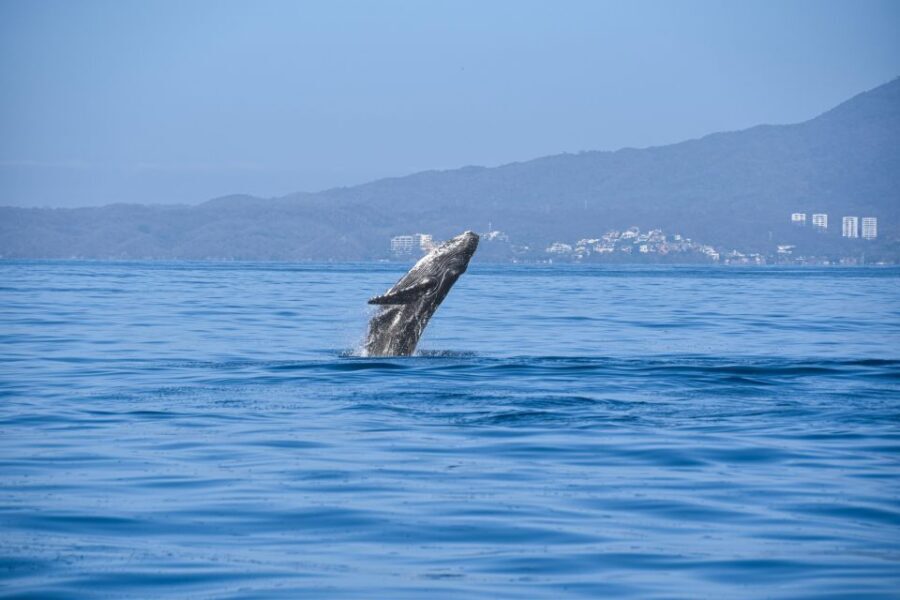 Whale Watching Guaranteed Experience in Puerto Vallarta - A “guaranteed” whale watching experience: how to think about the guarantee
