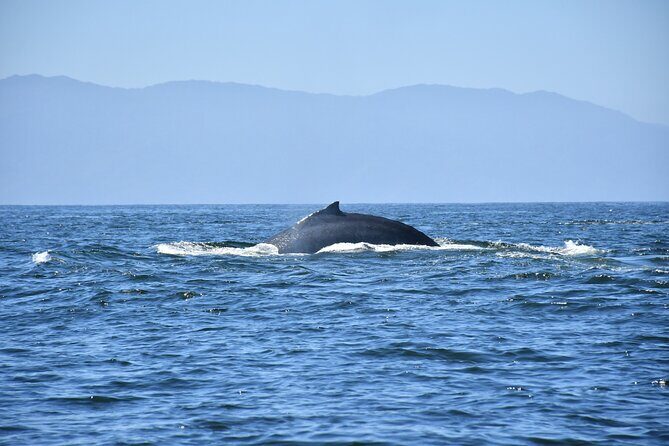 Whale Watching Guaranteed Experience in Puerto Vallarta - Lunch, Snacks, and Water: Keeping the Day Comfortable