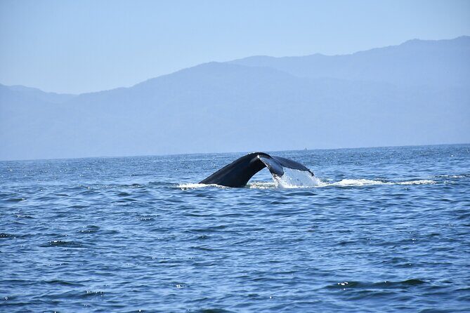 Whale Watching Guaranteed Experience in Puerto Vallarta - Who This Tour Is Best For (and Who Might Prefer Something Else)