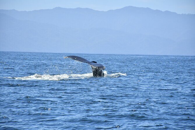 Whale Watching Guaranteed Experience in Puerto Vallarta - Price and Value at $99: Small-Boat Access vs Possible Tight Seating
