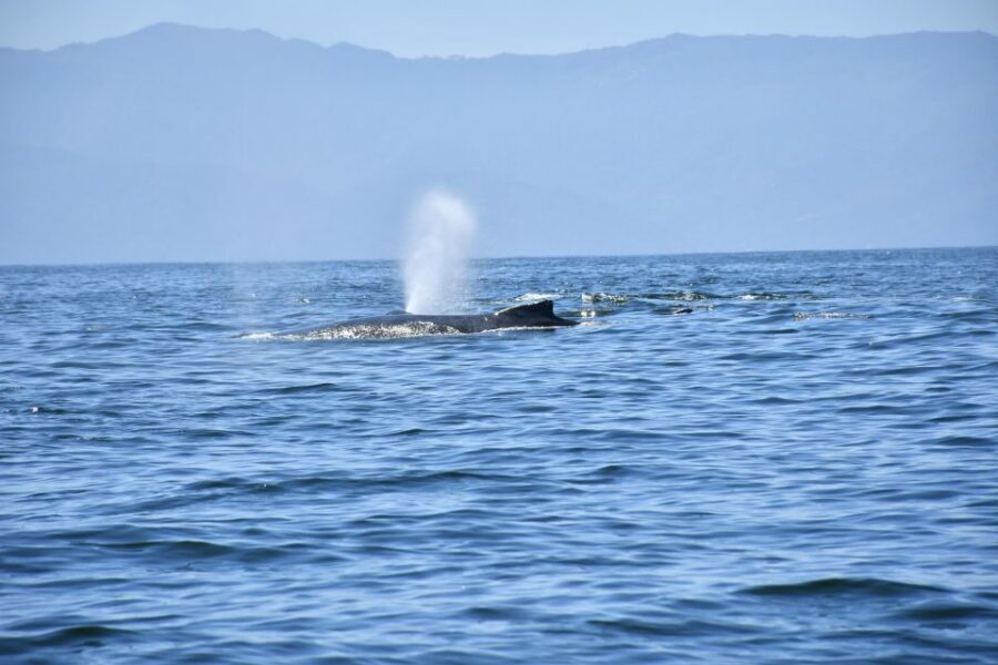 Whale Watching Guaranteed Experience in Puerto Vallarta - What You Need to Know Before You Go (Price, Timing, and Group Size)