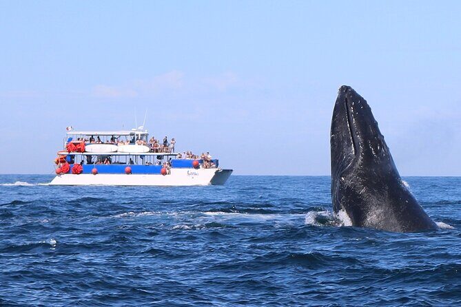 Whale Watching in Puerto Vallarta! - Key things to know before you go