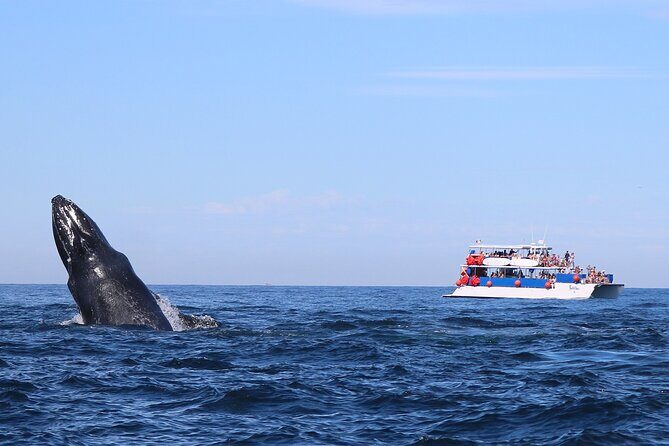 Whale Watching in Puerto Vallarta! - Bay of Banderas and Humpback Whales: What You’re Actually Looking For