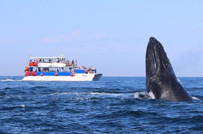 Whale Watching in Puerto Vallarta! - How the 4 Hours Usually Feels: A Balanced Time Window