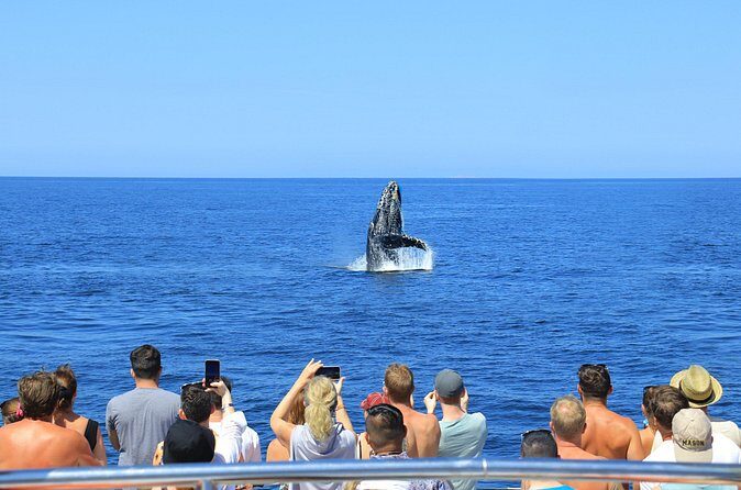 Whale Watching in Puerto Vallarta! - Price and Real-Life Add-Ons: Is $120 Good Value?