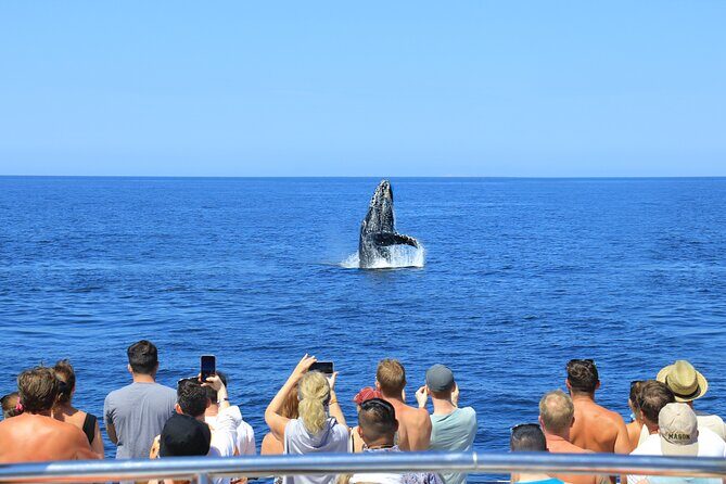 Whale Watching in Puerto Vallarta! - Meeting Point at Terminal Marítima: Simple Setup, Less Stress