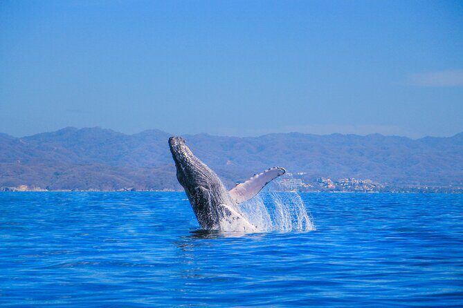 Whale Watching in Puerto Vallarta! - What’s Included On Board: Open Bar, Snacks, and the Marine Biologist Guide