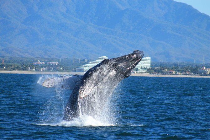 Whale Watching The Best Of Puerto Vallarta - Key highlights to know before you go
