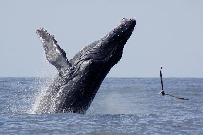 Whale Watching The Best Of Puerto Vallarta - Why This Whale-Watching Trip Works in Puerto Vallarta’s Peak Window