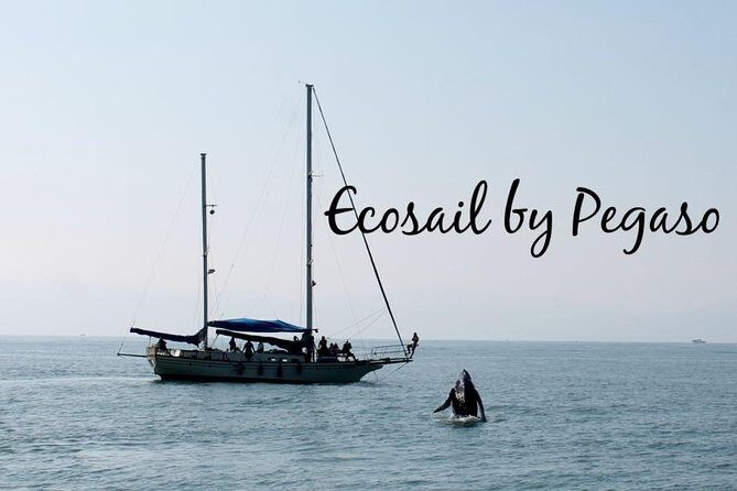 Whale Watching The Best Of Puerto Vallarta - Price and Logistics: What $99 Really Covers