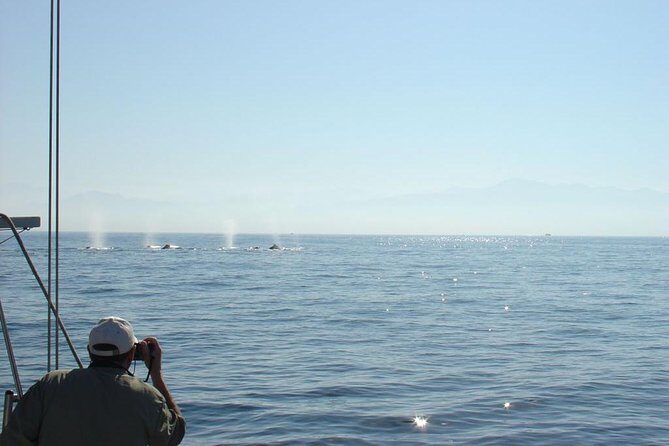 Whale Watching The Best Of Puerto Vallarta - Best Time to Go, Weather Reality, and Your Sighting Odds