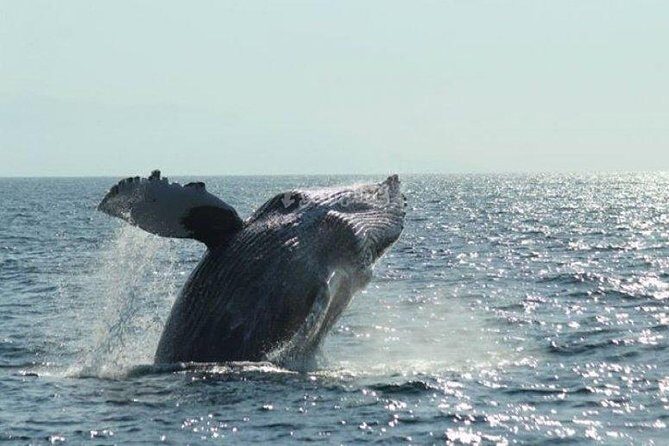 Whale Watching The Best Of Puerto Vallarta - Getting On Board: The Flow of the 3.5 Hours