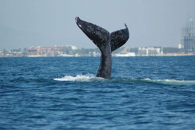 Whale watching tour - Why This Private Banderas Bay Whale Tour Feels Worth It