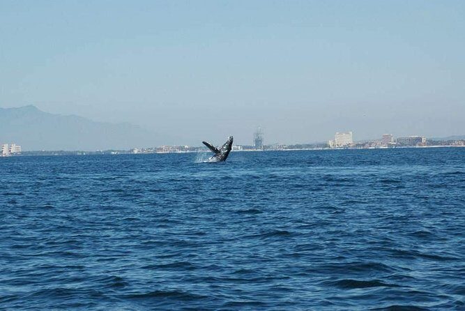 Whale watching tour - Marina Los Peines Logistics: A Faster Start Than You Think