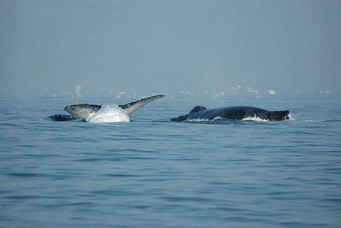 Whale watching tour - Price and Value: $452 for a Group Plus the MX$41 Fee