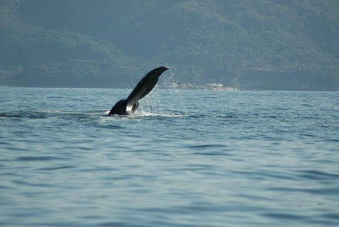Whale watching tour - Who Should Book This Whale Watching Tour (and When)