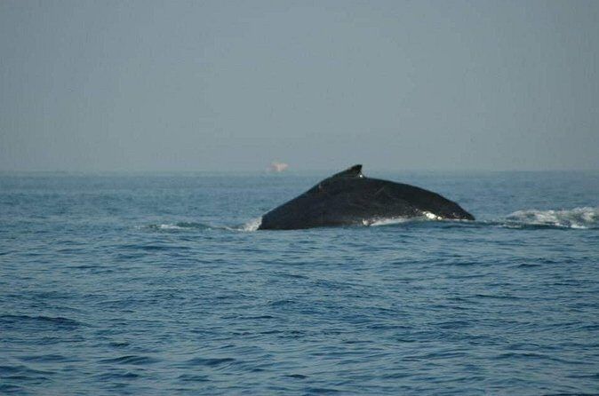 Whale watching tour - FAQ